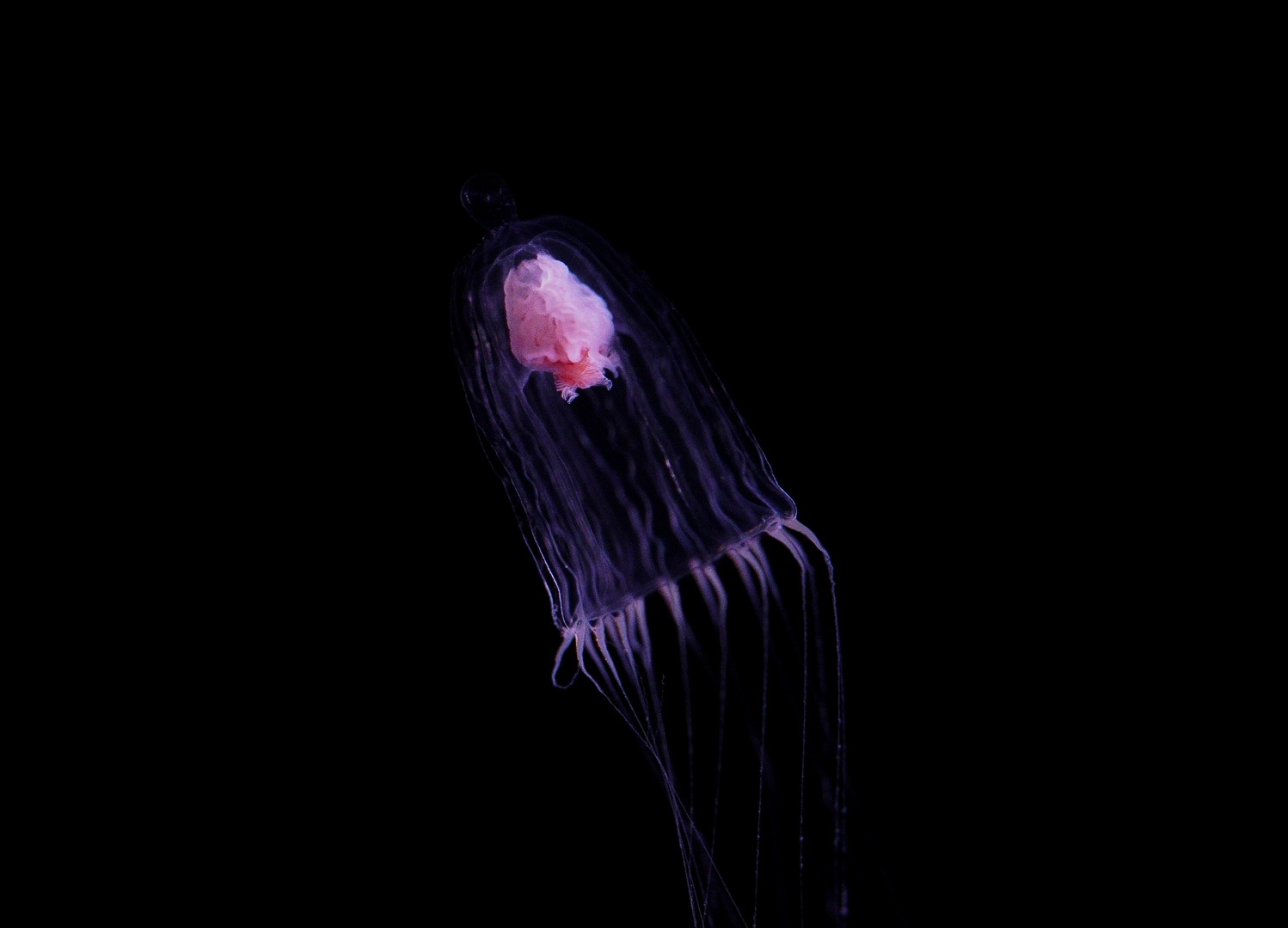 Long-Spur Jelly // Into the Deep