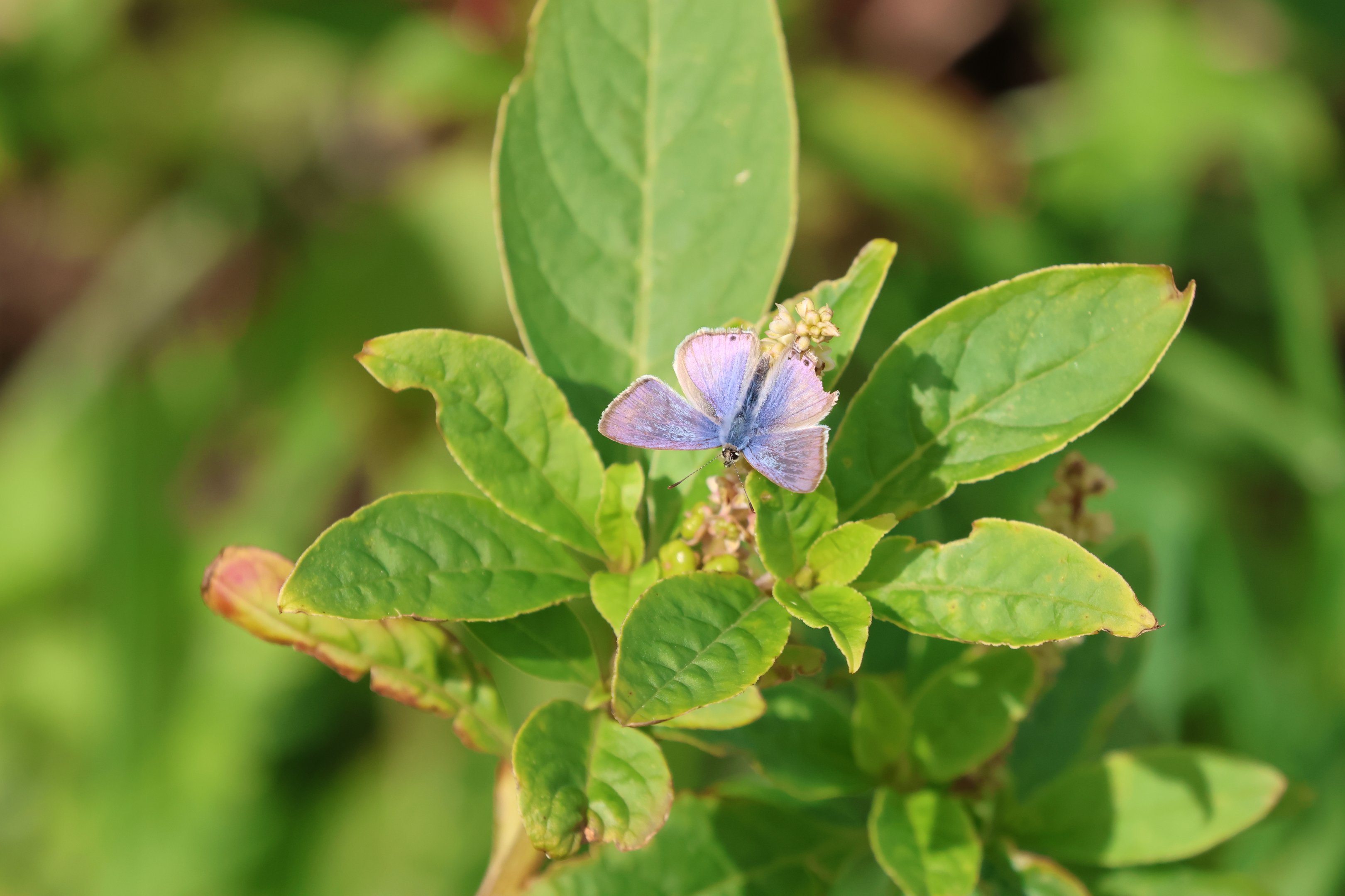 Long-tailed Blue (Lampides boeticus), Pencarrow Coast Road (Lower Hutt, Wellington)
