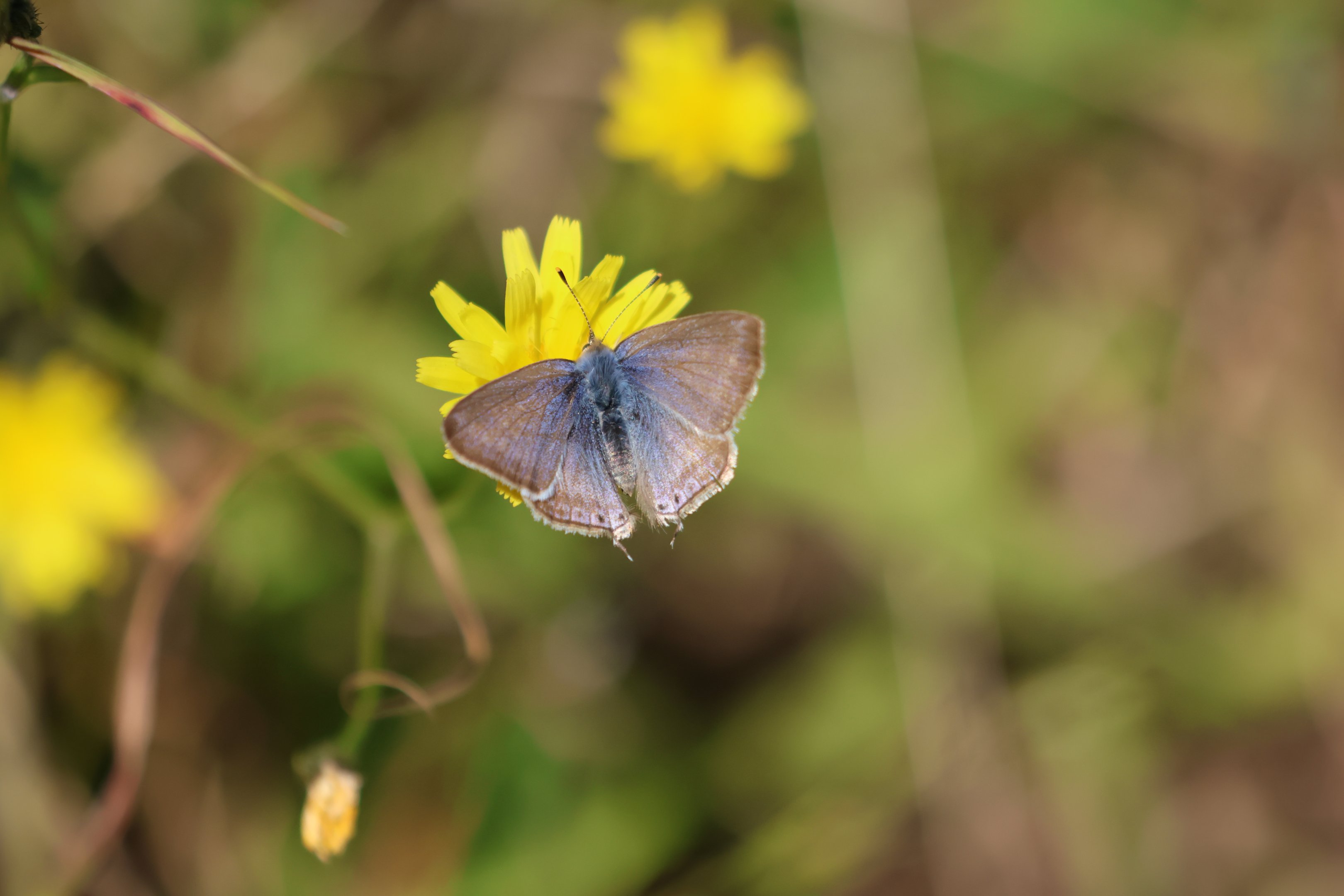 Long-tailed Blue (Lampides boeticus), Pencarrow Coast Road (Lower Hutt, Wellington)