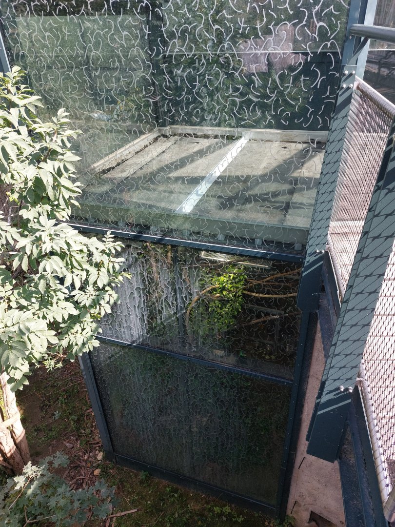 Long-tailed broadbill exhibit