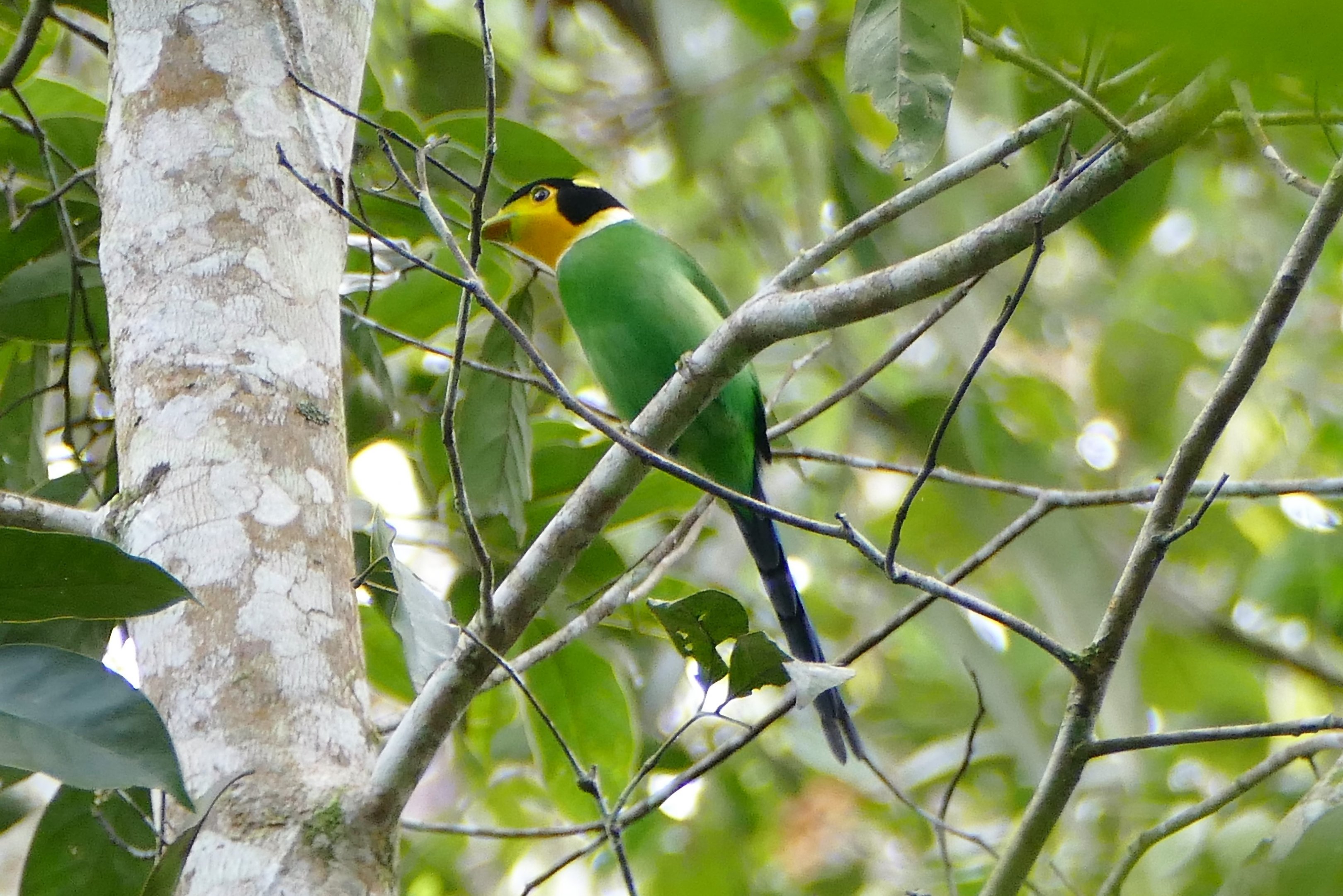 Long-tailed Broadbill - Fraser's Hill