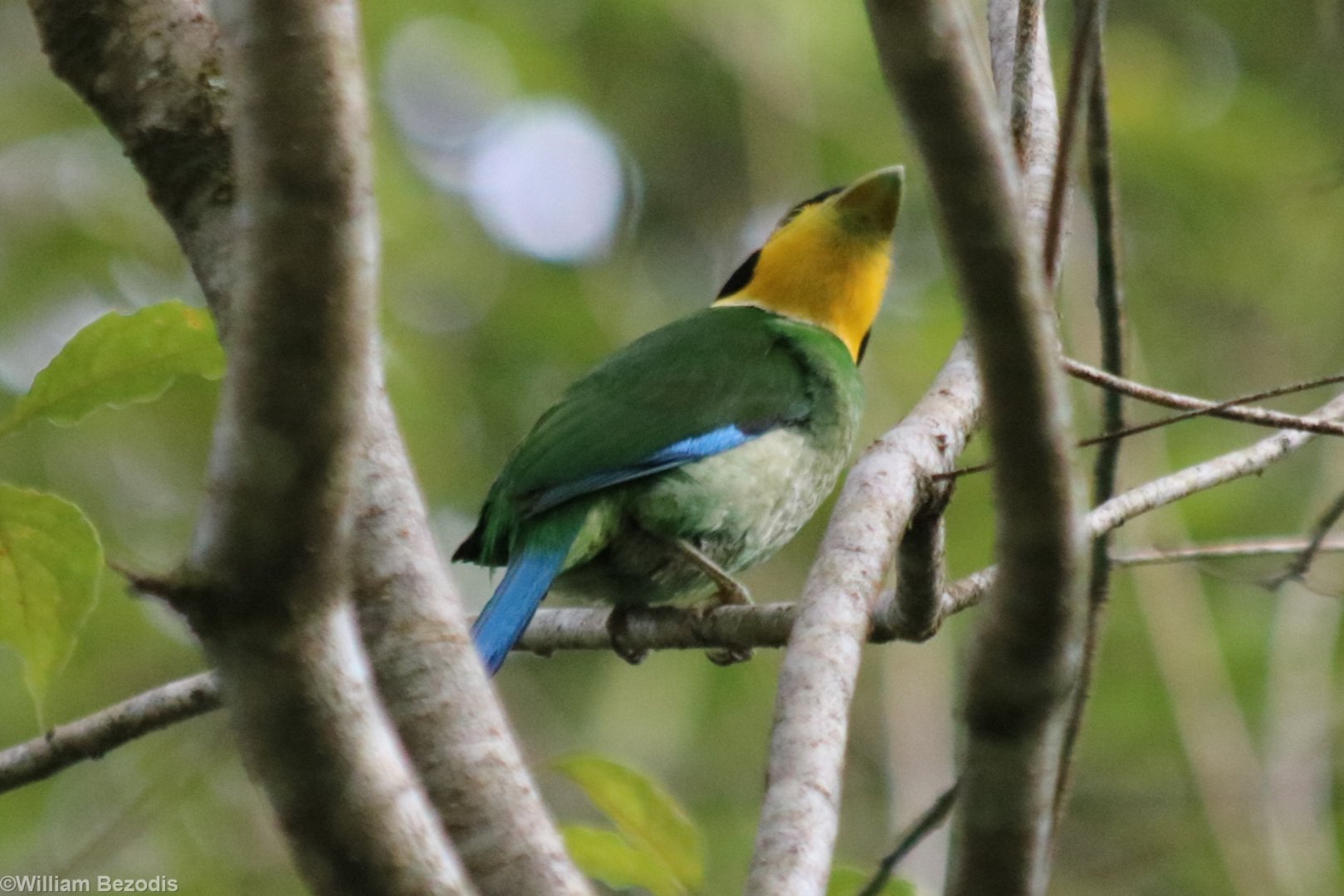 Long-tailed Broadbill Illustrating Broad Bill- Tapan Road