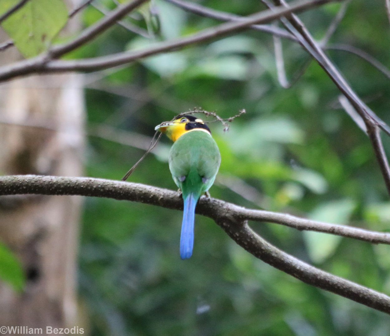 Long-tailed Broadbill - Kaeng Krachan National Park