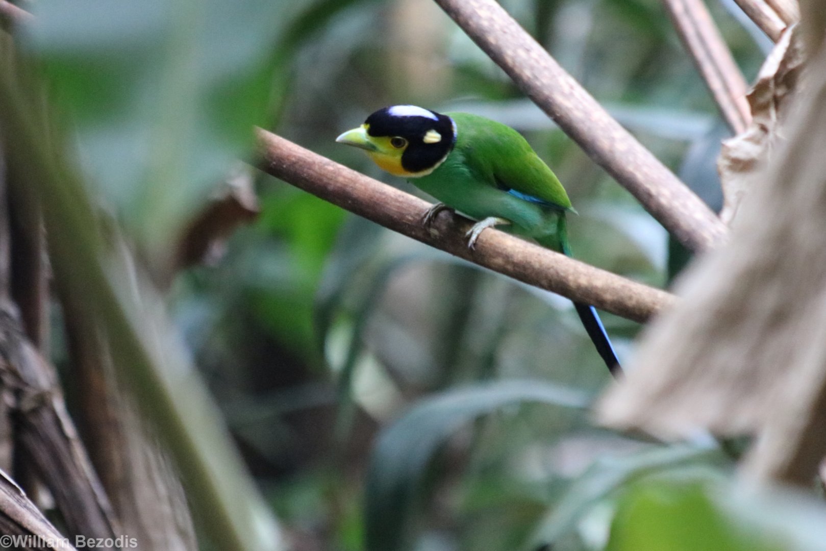 Long-tailed Broadbill - Kaeng Krachan National Park
