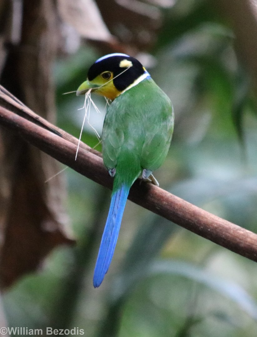Long-tailed Broadbill - Kaeng Krachan National Park