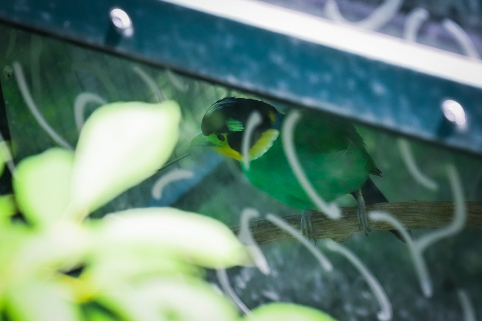 Long-tailed Broadbill (psarisomus dalhousiae) 08/25