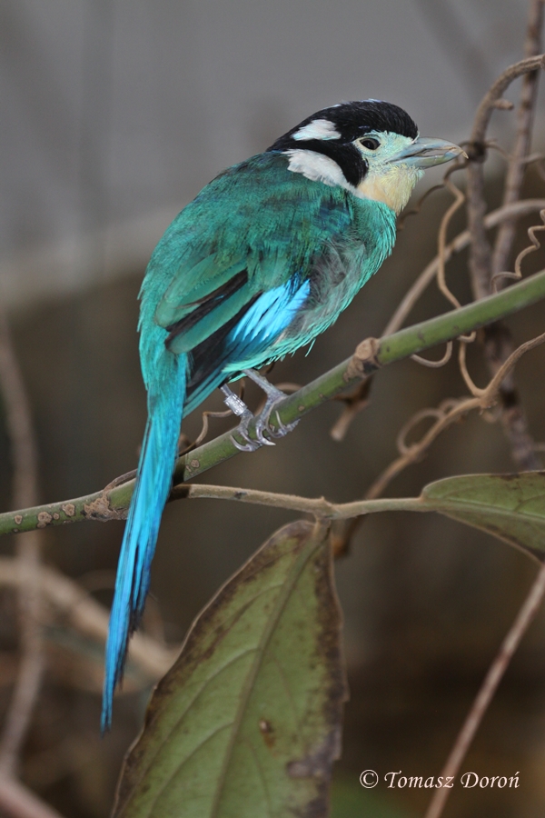 Long-tailed Broadbill (Psarisomus dalhousiae)
