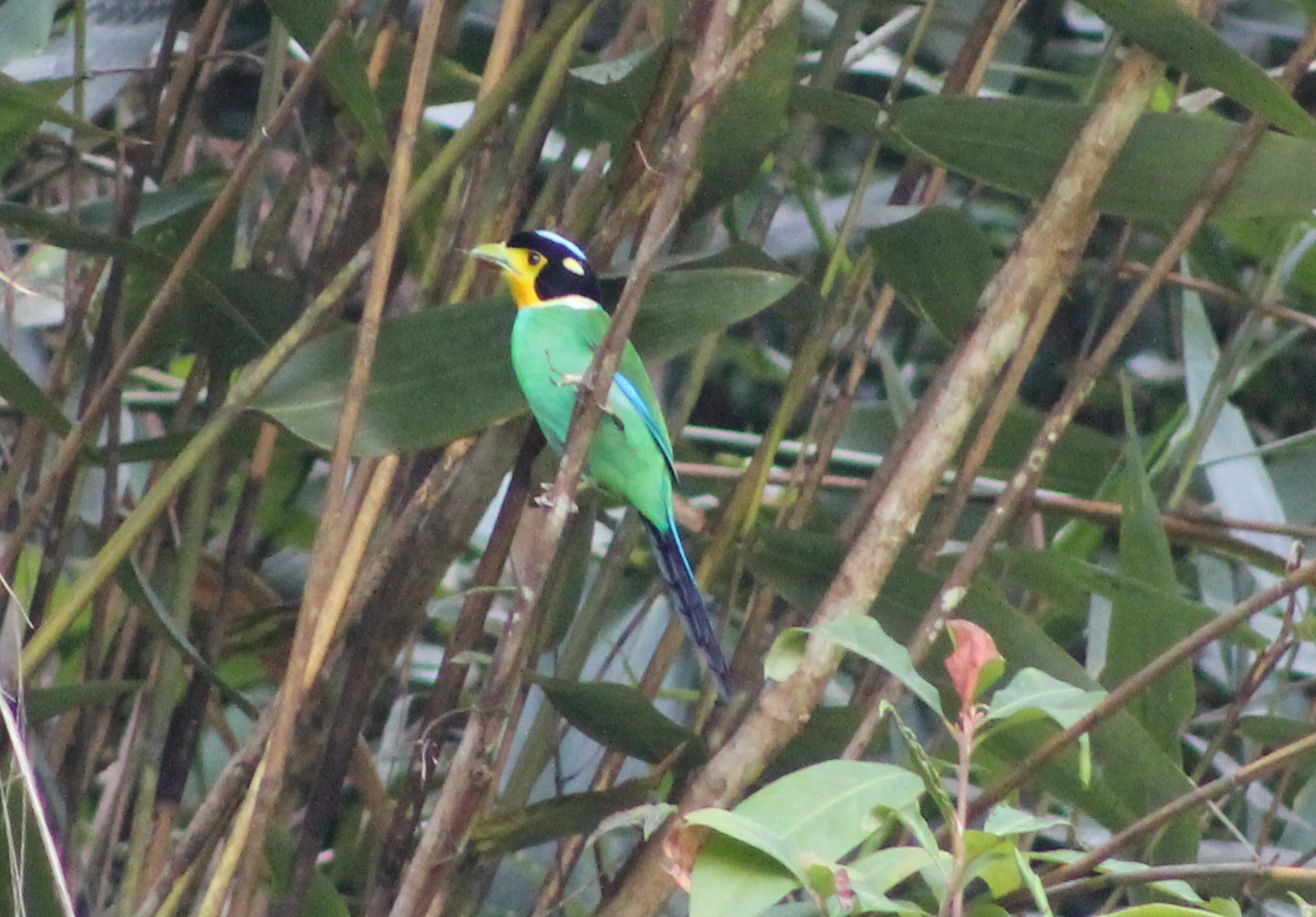 long-tailed broadbill (Psarisomus dalhousiae)