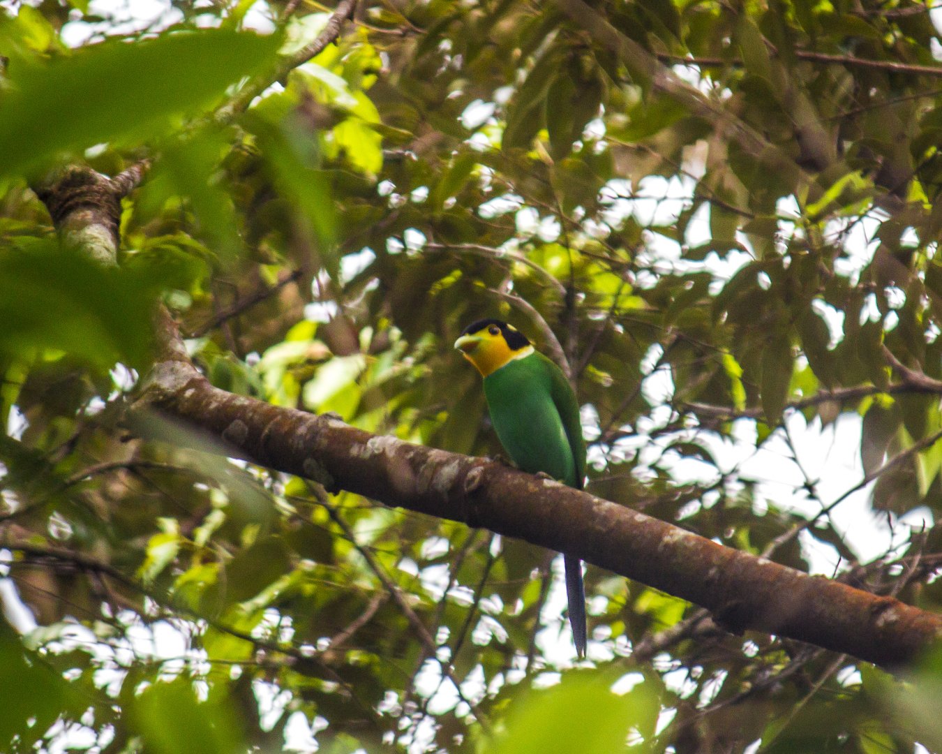 Long-tailed broadbill, Psarisomus dalhousiae