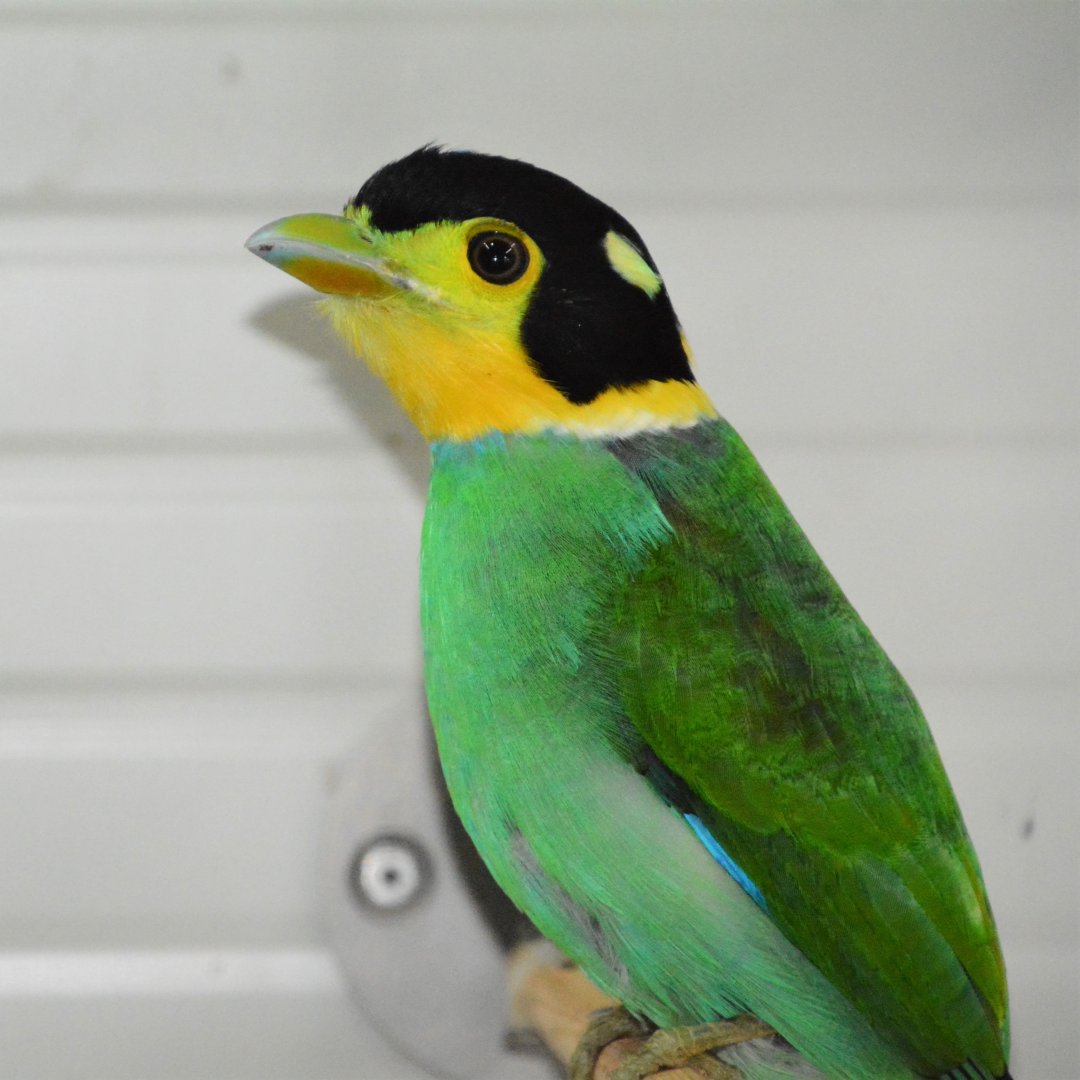 Long-tailed broadbill (Psarisomus dalhousiae)