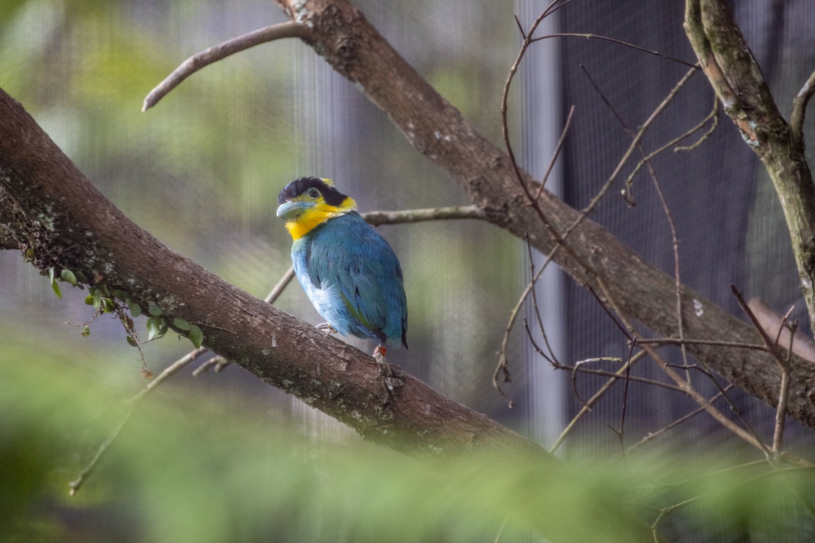 Long-tailed broadbill (Psarisomus dalhousiae)