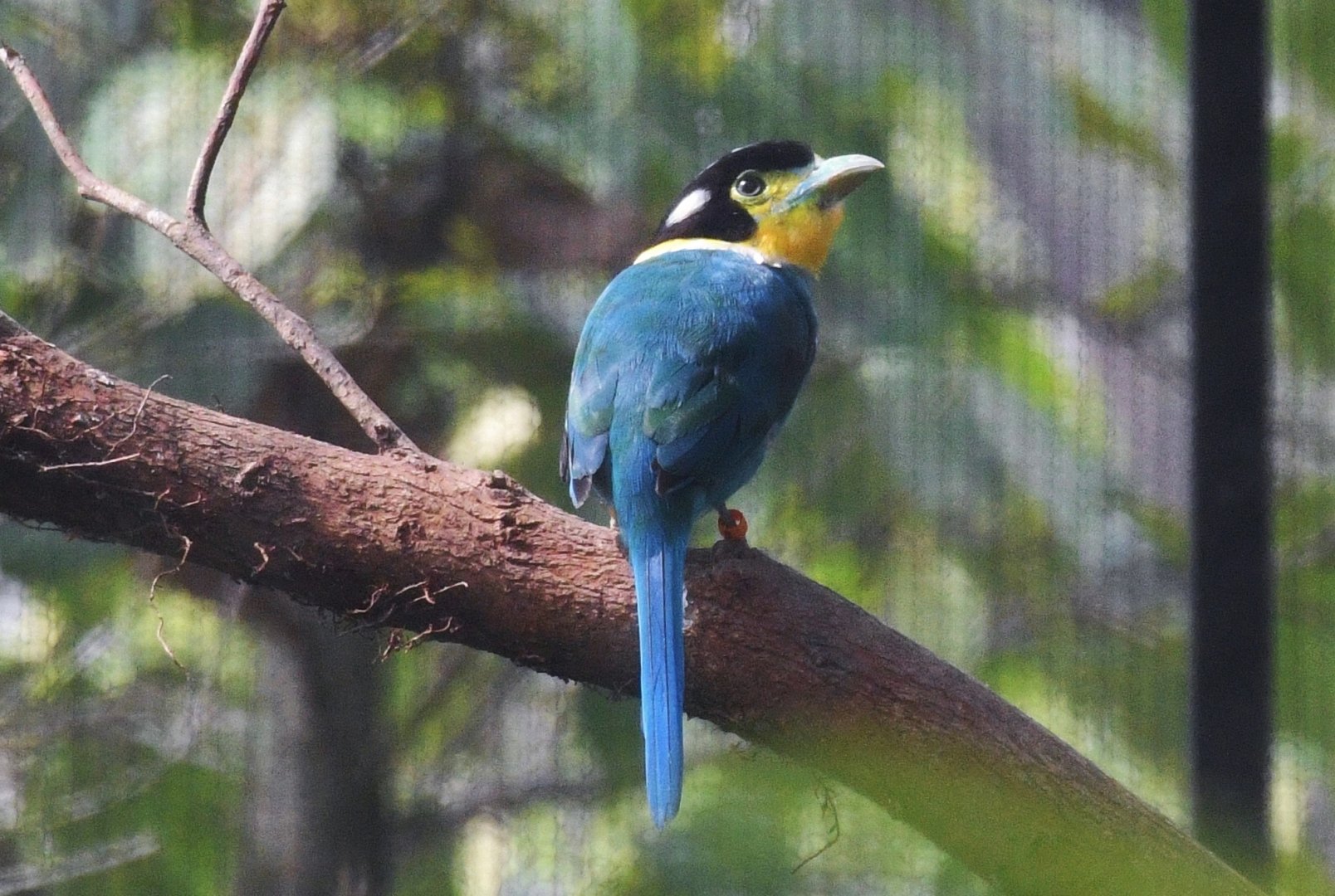 Long-tailed Broadbill (Psarisomus dalhousiae)