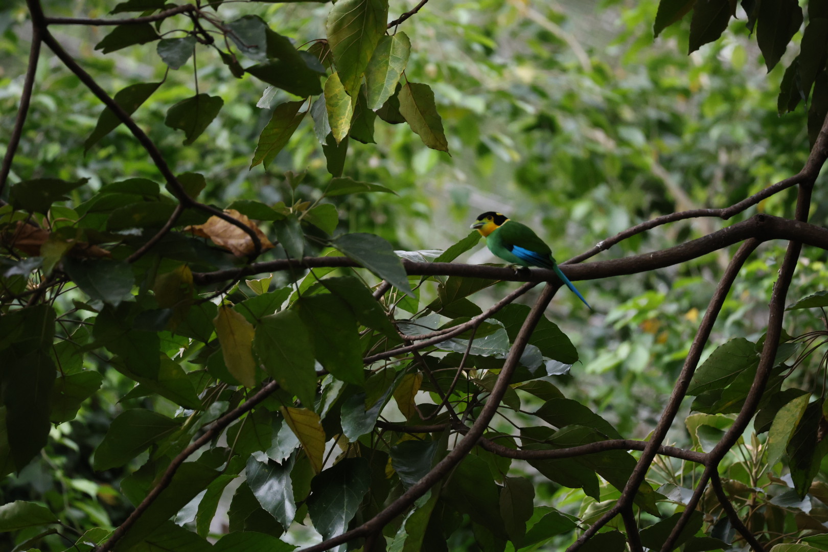 Long-tailed broadbill (Psarisomus dalhousiae)