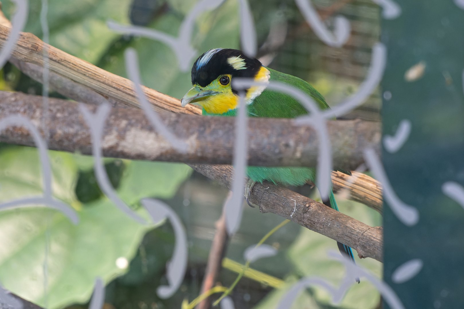 Long-tailed broadbill (Psarisomus dalhousiae)