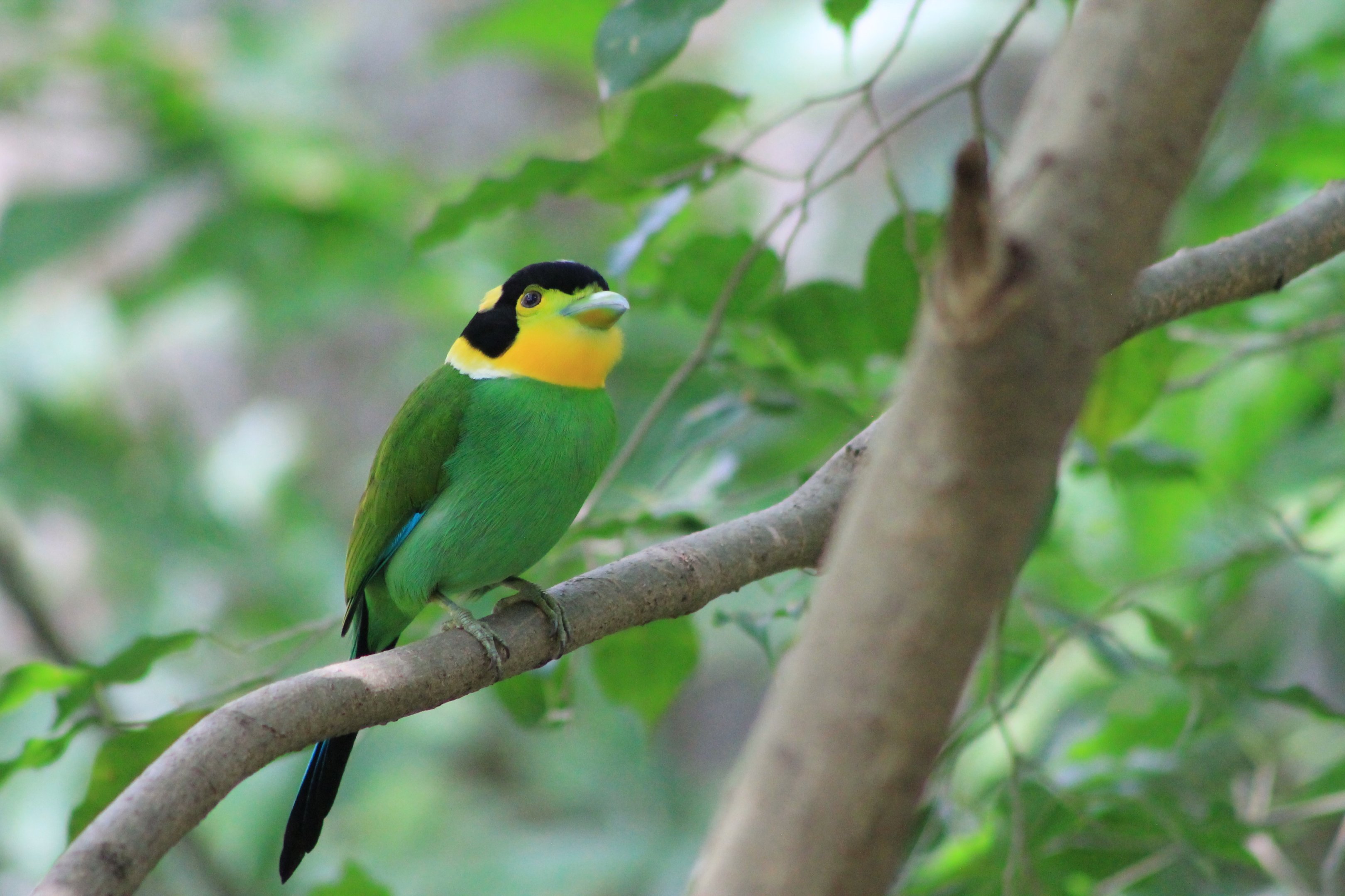 Long-tailed Broadbill (Psarisomus dalhousiae)