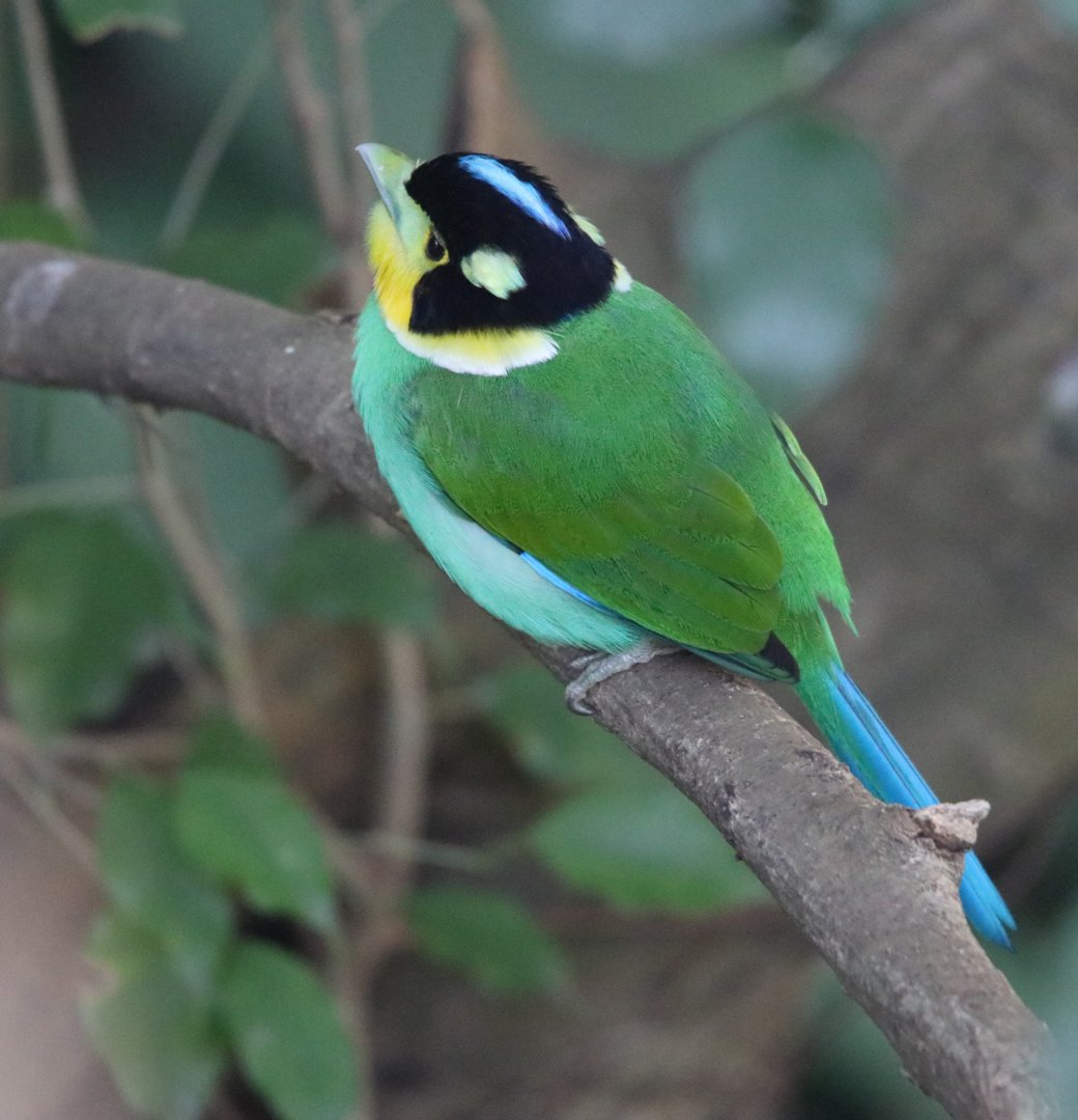 Long-tailed Broadbill (Psarisomus dalhousiae)