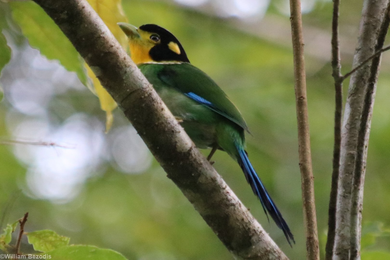 Long-tailed Broadbill- Tapan Road