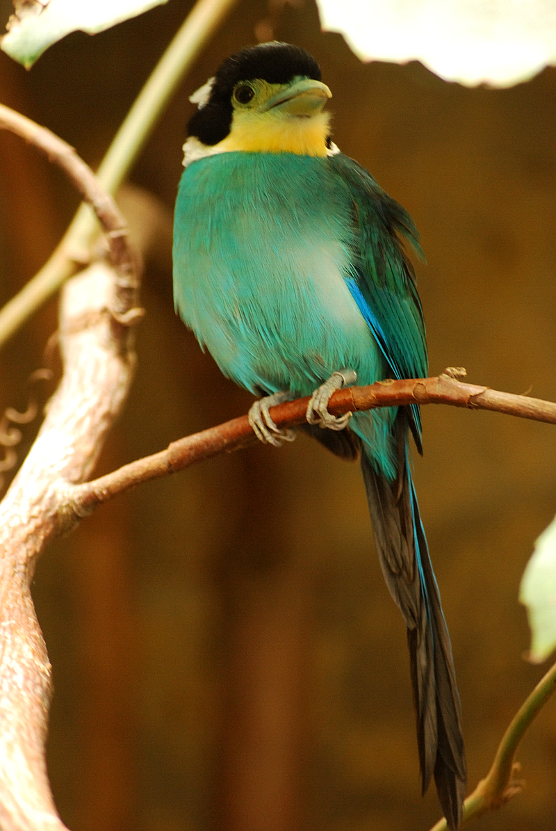 Long-tailed broadbill - The last in europe