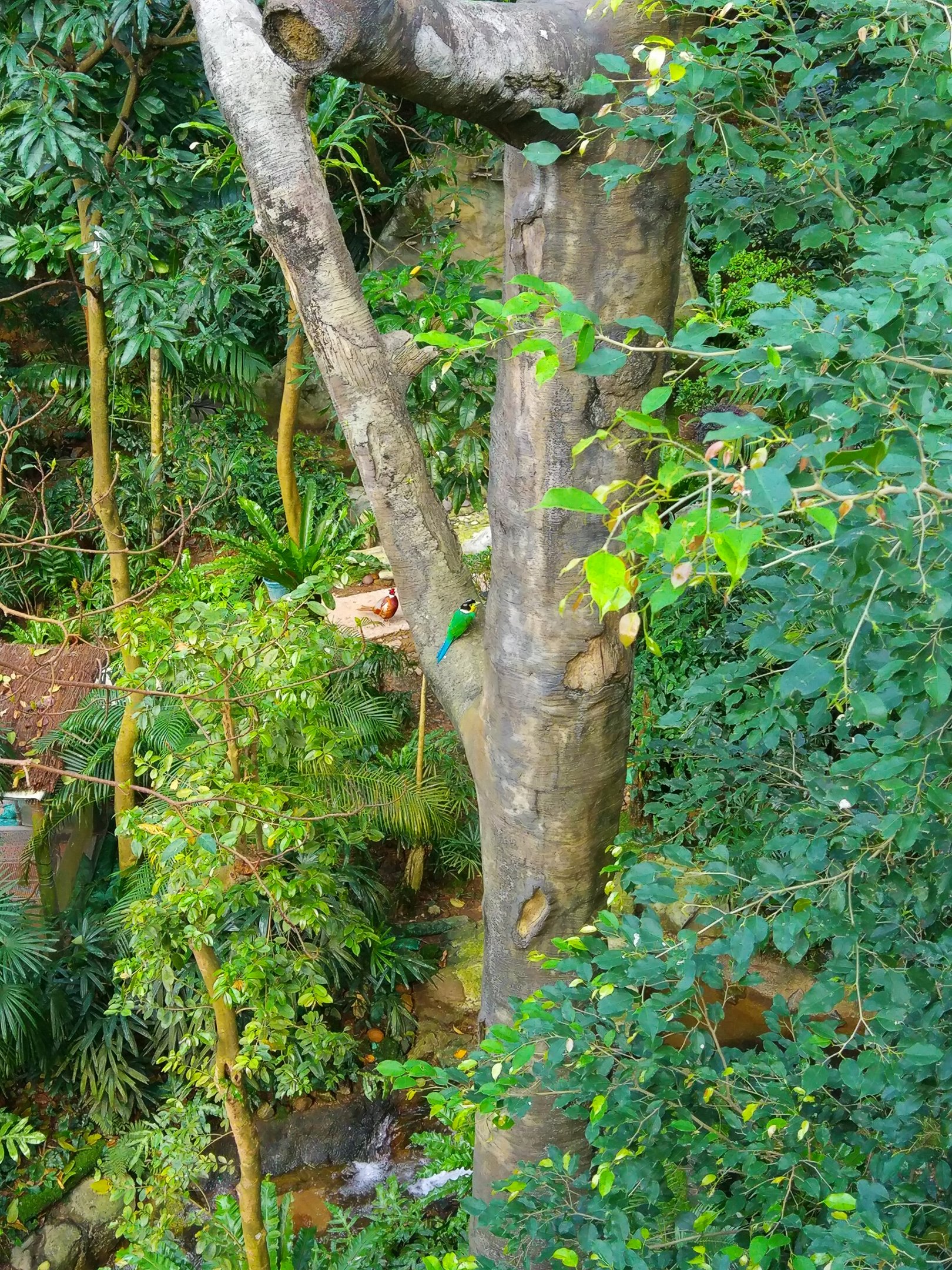 Long-tailed Broadbill