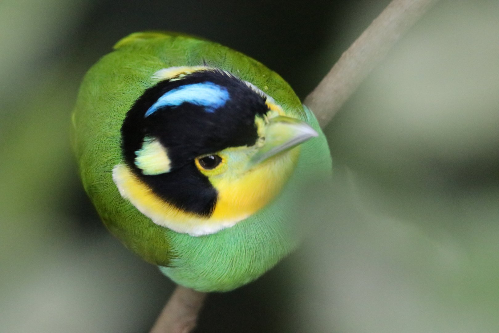 Long-tailed Broadbill