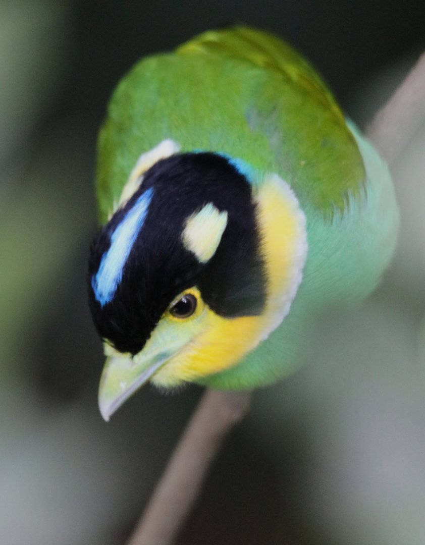 Long-tailed Broadbill