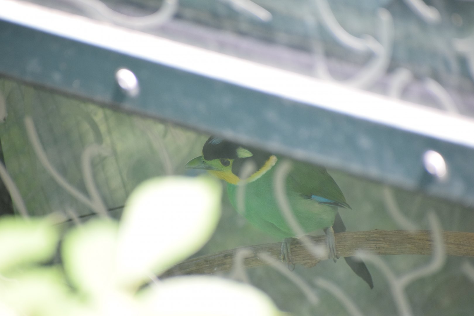 Long-tailed broadbill