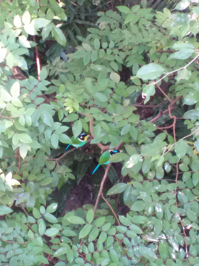 Long-tailed Broadbills