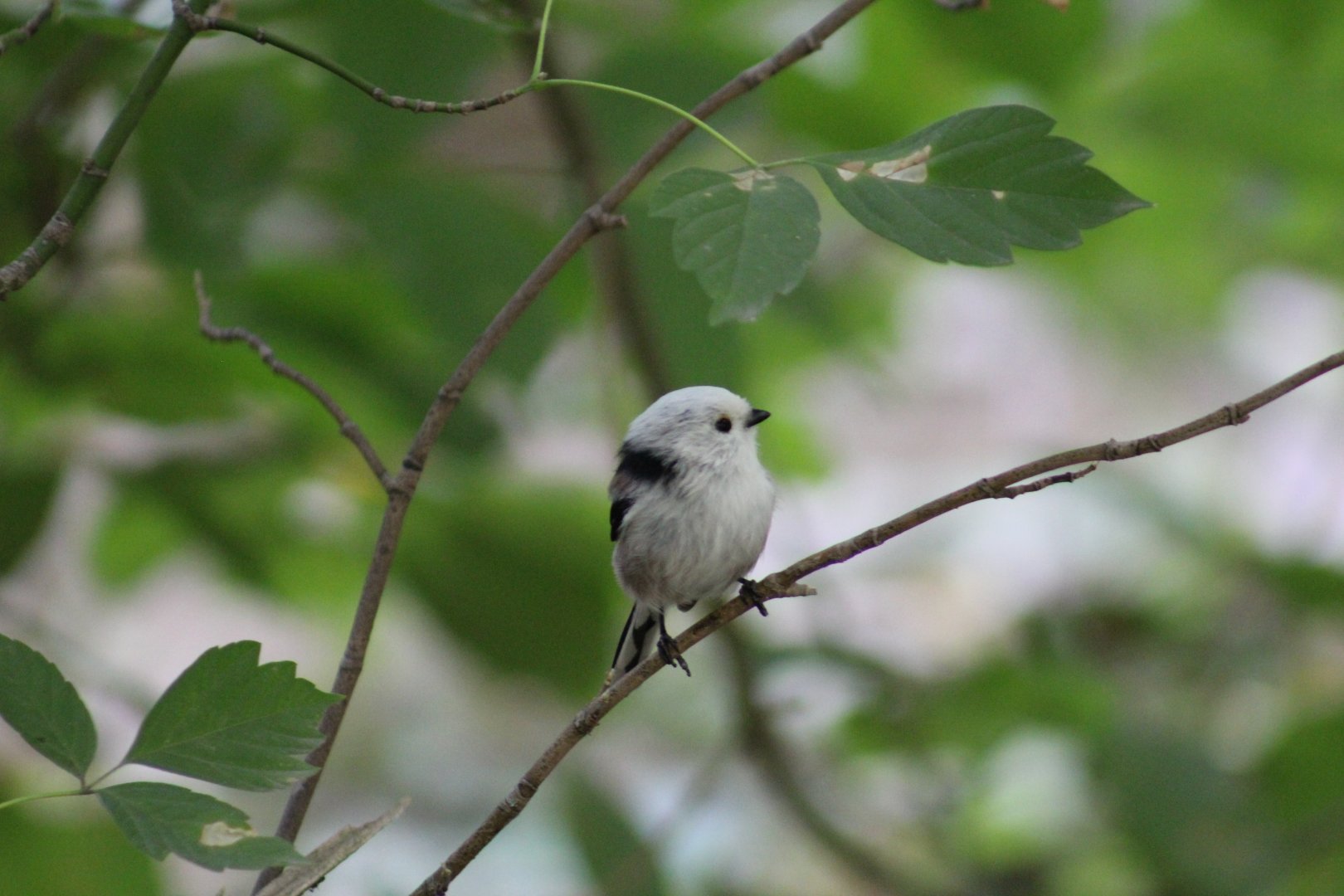 Long-Tailed Bushtit