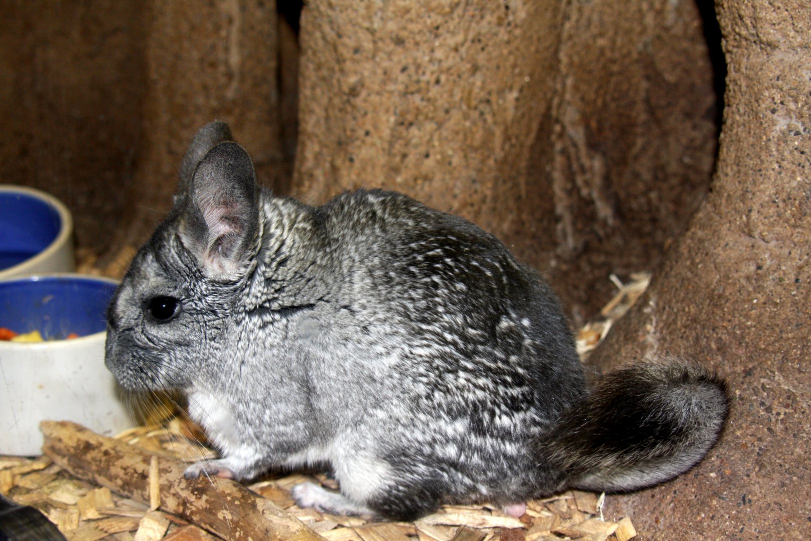 long-tailed chinchilla (Chinchilla lanigera) 2010