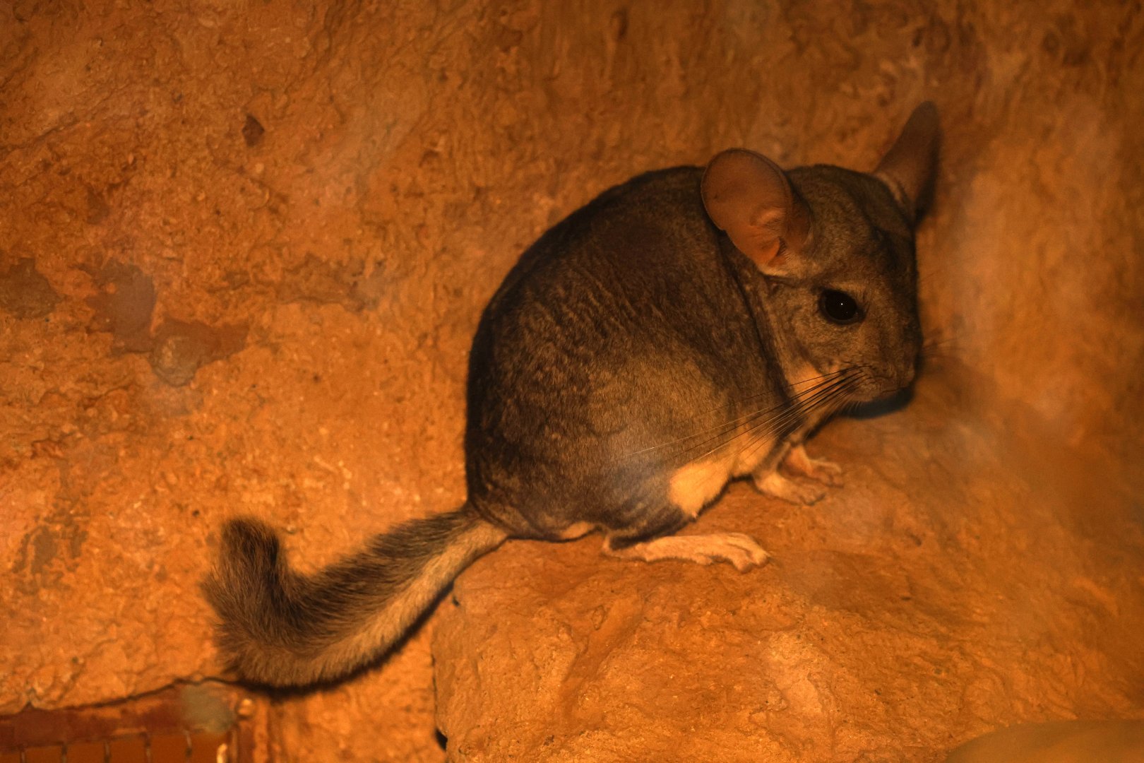 long-tailed chinchilla (Chinchilla lanigera)- Las Chinchillas National Reserve Nocturama