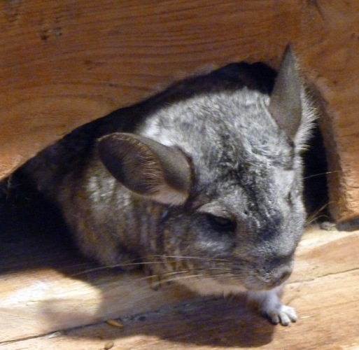Long-tailed chinchilla (Chinchilla lanigera)