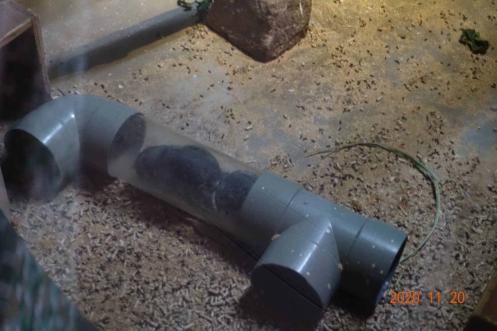 Long-tailed Chinchilla (Chinchilla lanigera)