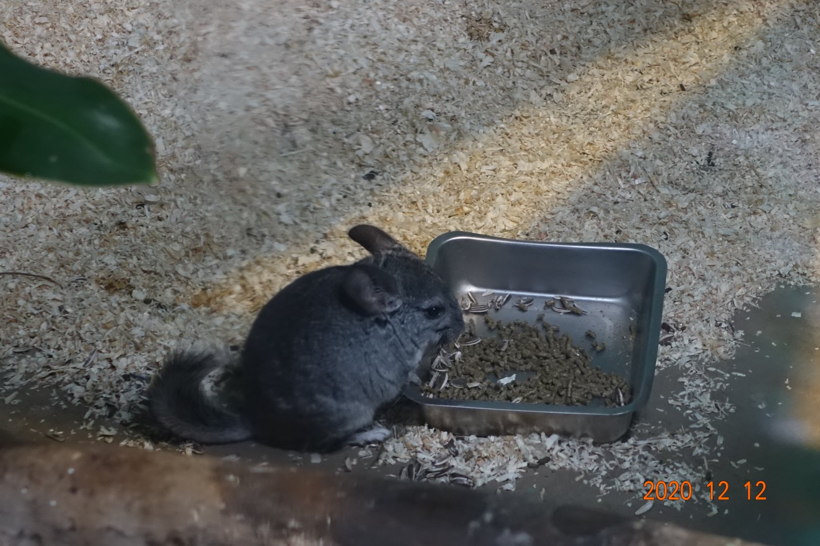 Long-tailed Chinchilla (Chinchilla lanigera)