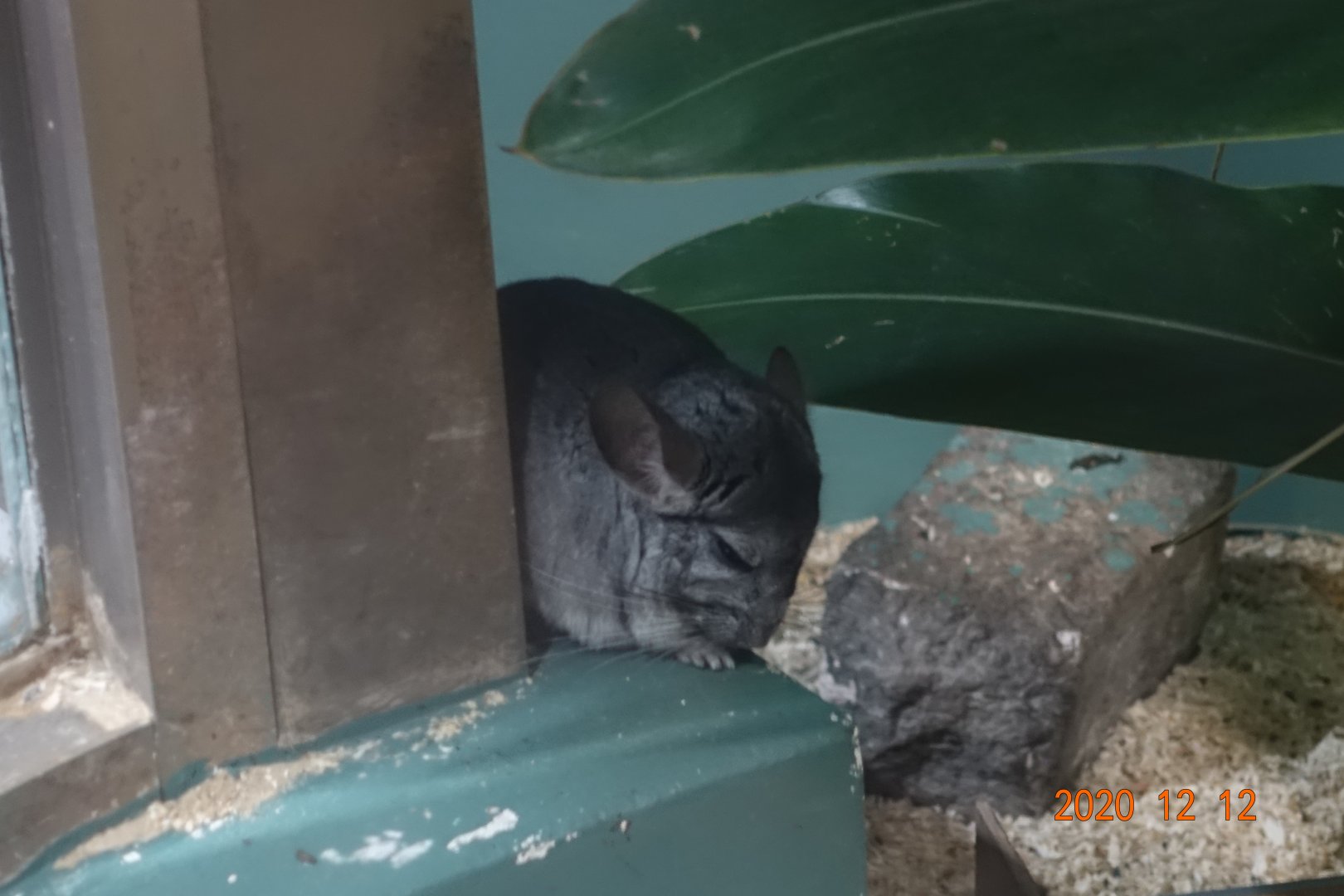 Long-tailed Chinchilla (Chinchilla lanigera)