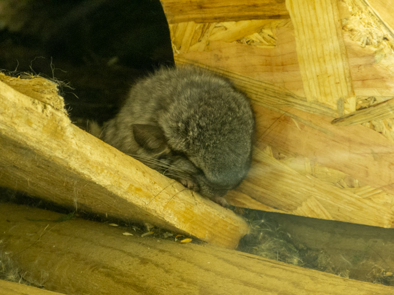 long-tailed chinchilla (Chinchilla lanigera)