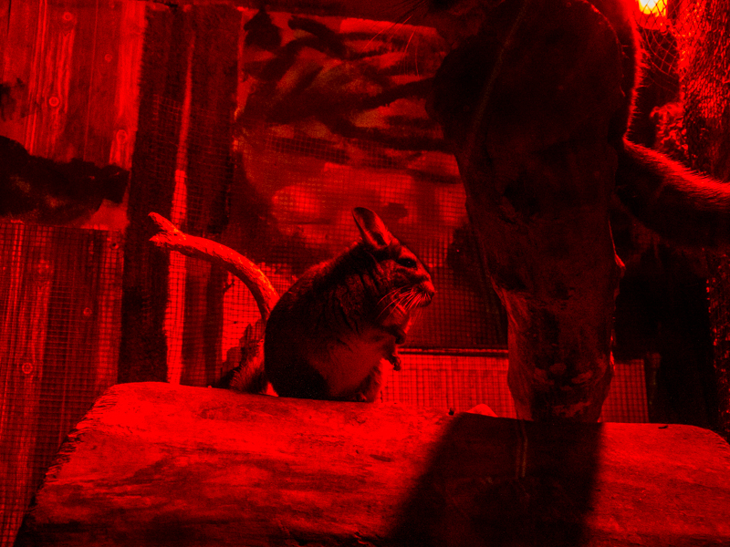 Long-tailed chinchilla (Chinchilla lanigera)