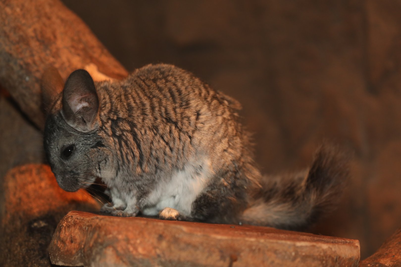 long-tailed chinchilla (Chinchilla lanigera)