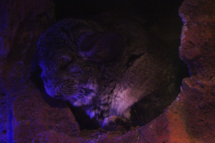Long-tailed chinchilla (Chinchilla lanigera)