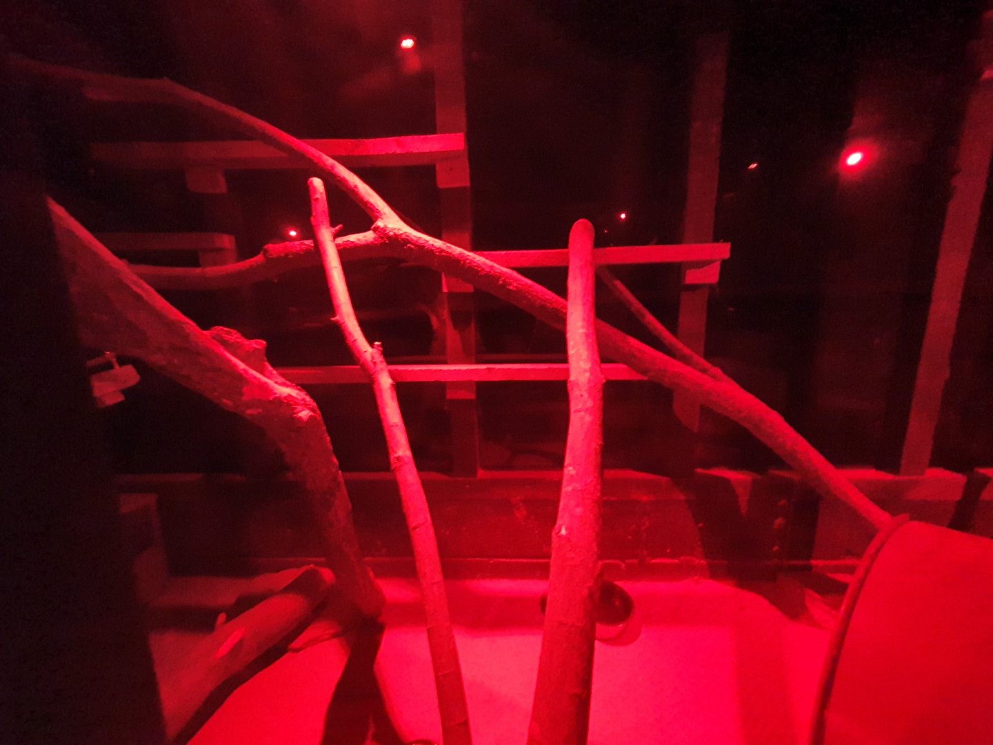 Long tailed Chinchilla enclosure