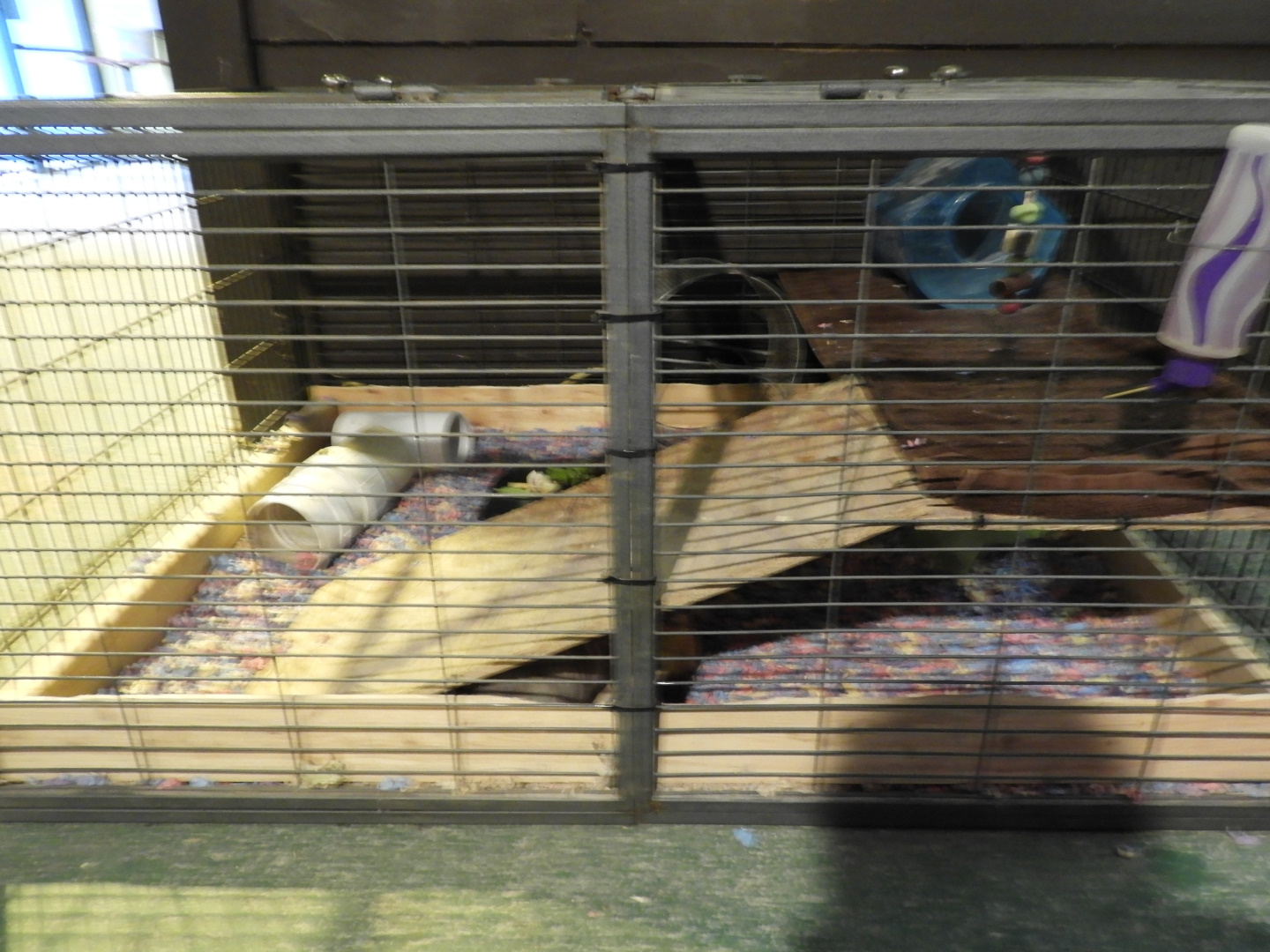 Long-Tailed Chinchilla exhibit - Baby Barn - Animal Gardens Petting Zoo