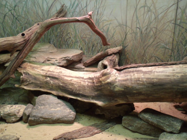 Long-Tailed Chinchilla Exhibit