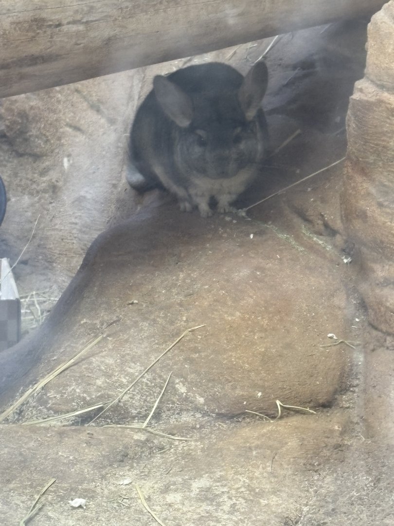 Long-Tailed Chinchilla - Seen January 26, 2025