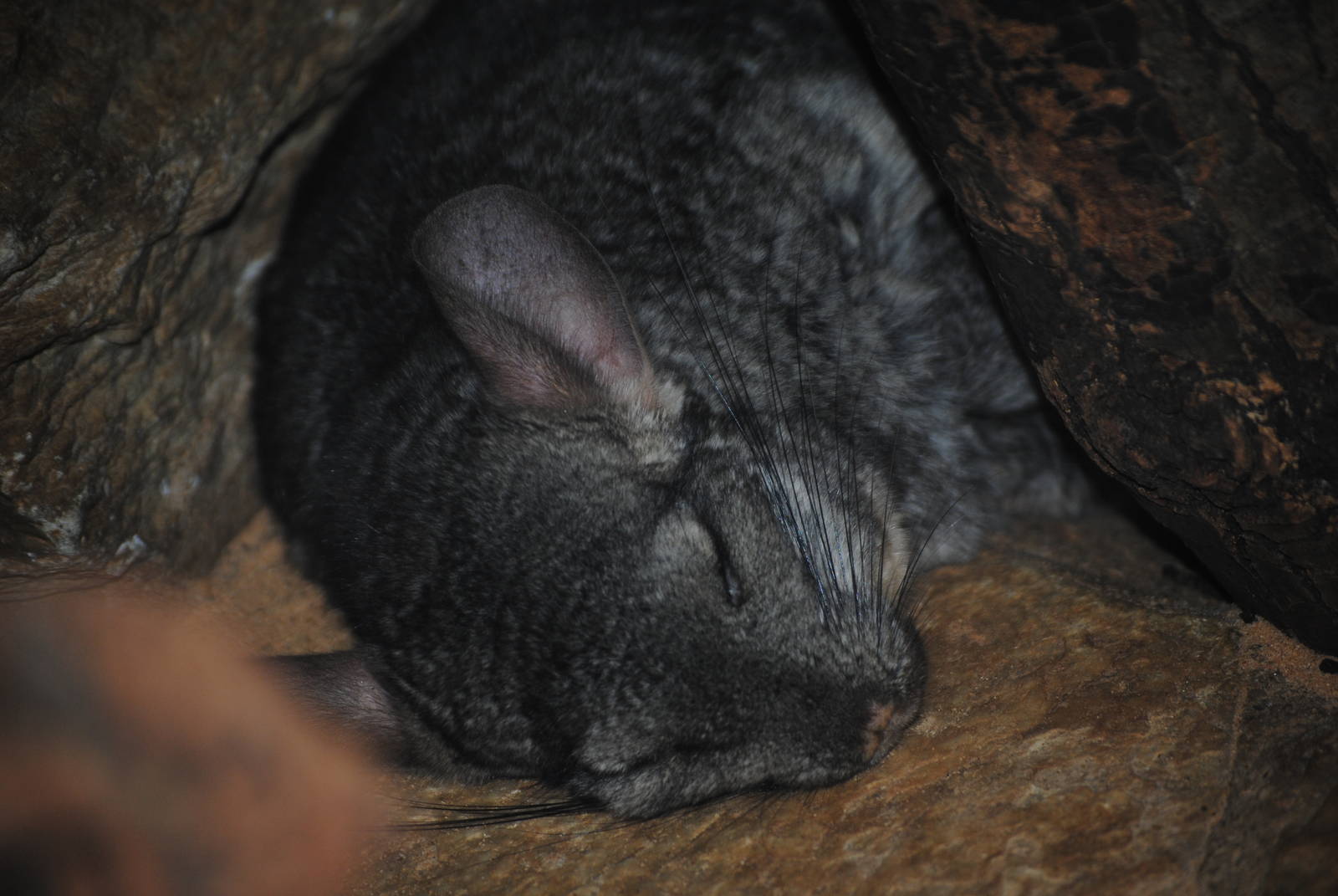 Long-Tailed Chinchilla