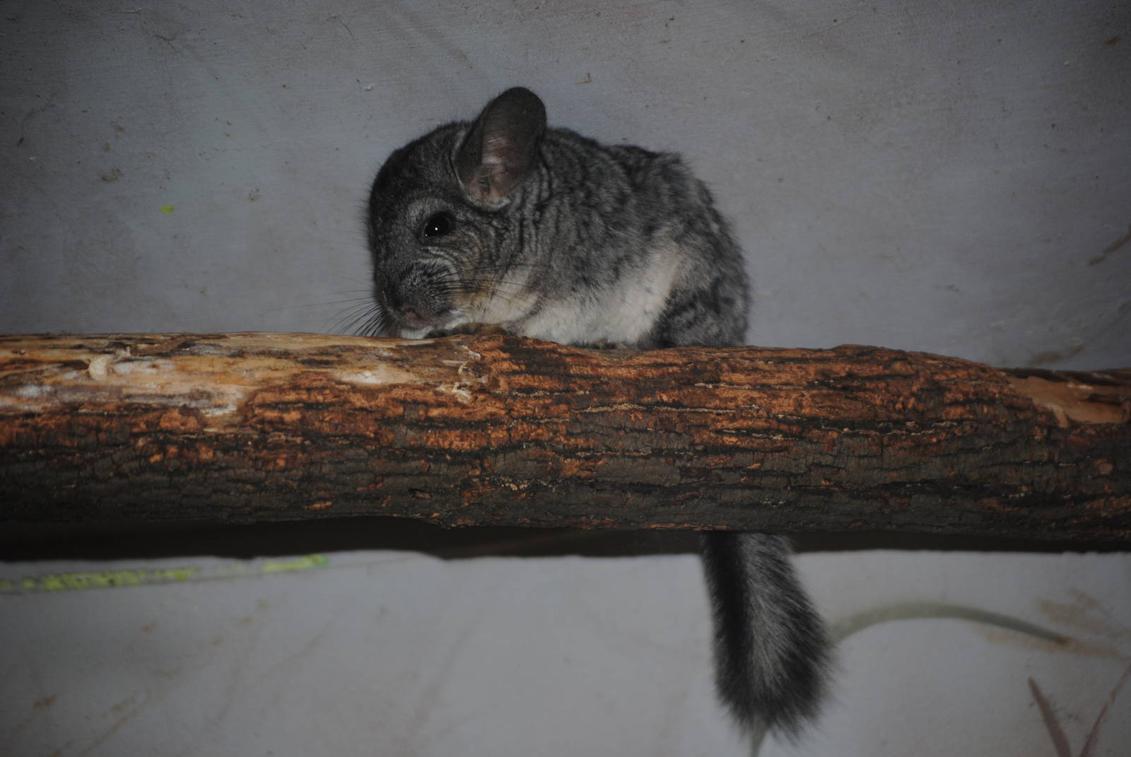 Long-Tailed Chinchilla