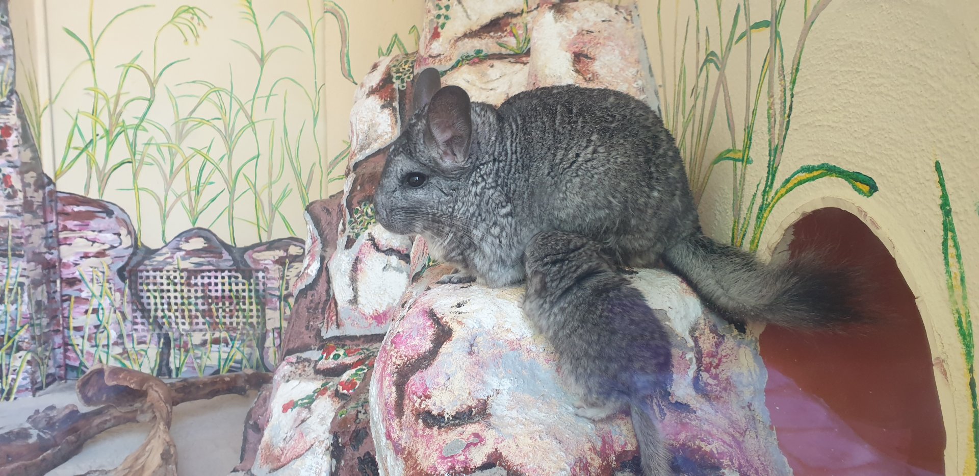 Long-tailed chinchilla