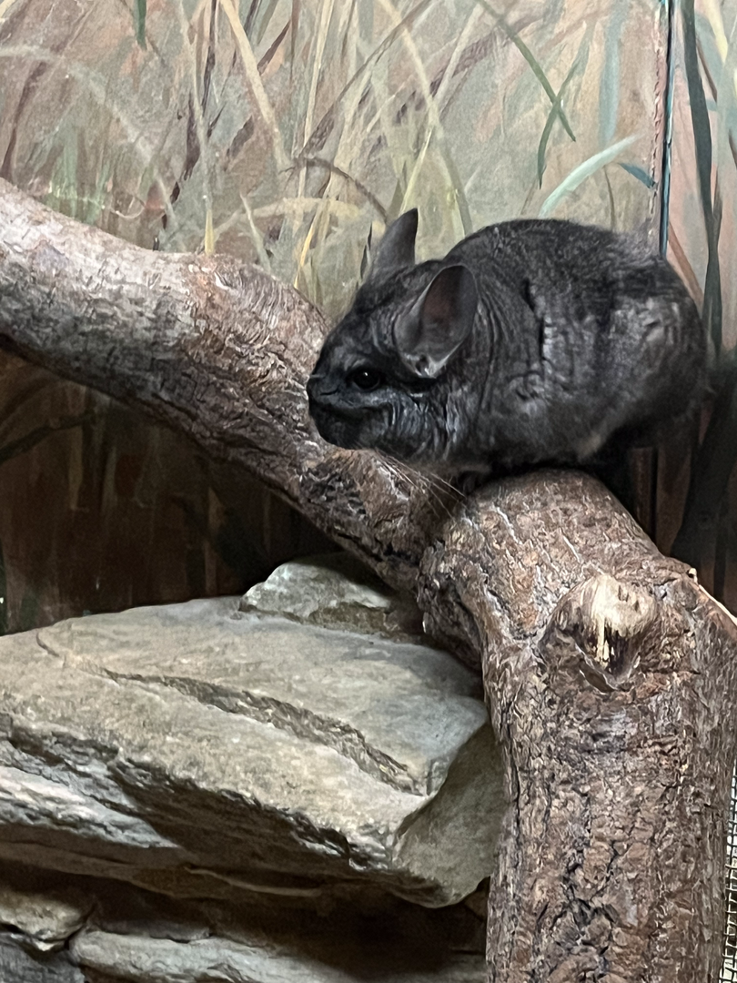 Long-tailed chinchilla