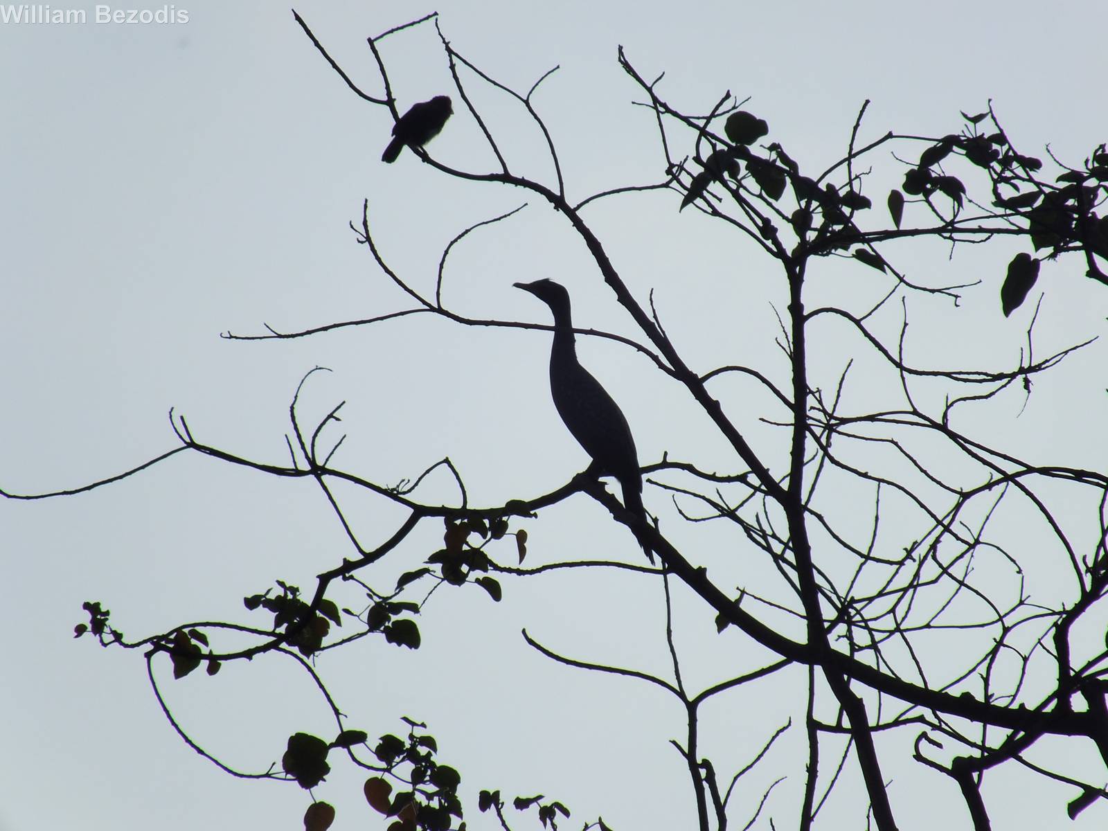 Long-tailed Cormorant and Brown-breasted Barbet