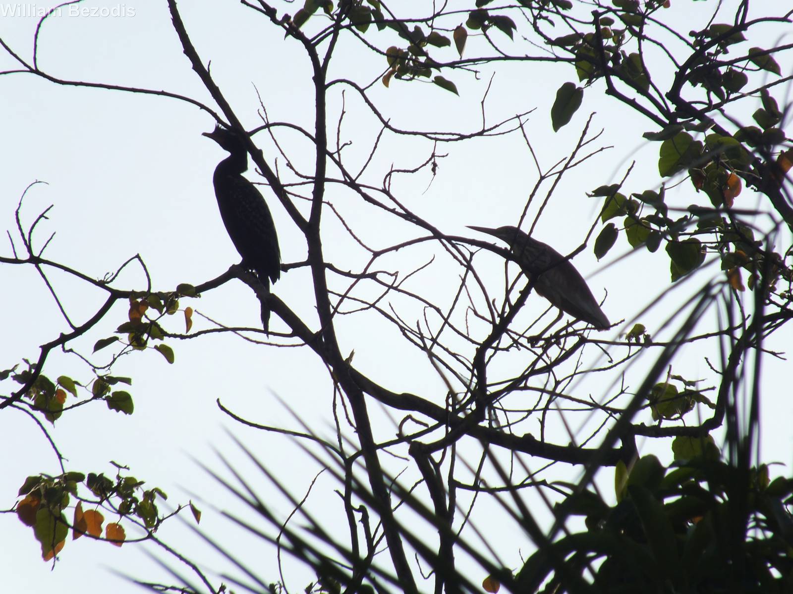 Long-tailed Cormorant and Squacco Heron
