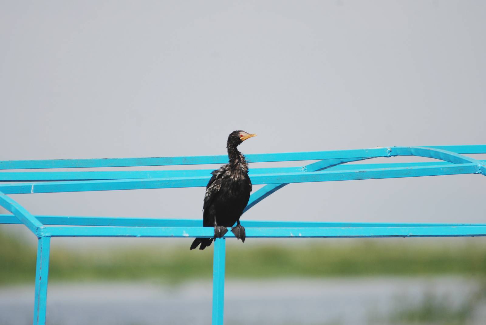 Long-tailed Cormorant at Ziway, 13/10/14