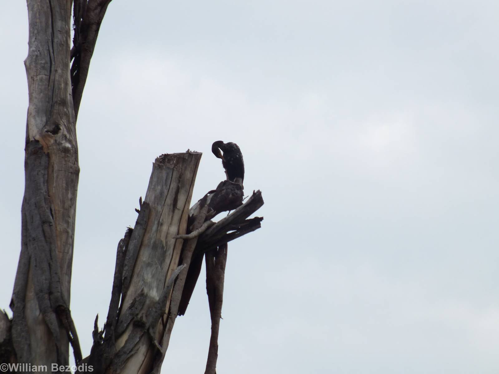 Long-tailed Cormorant - Lake Naivasha